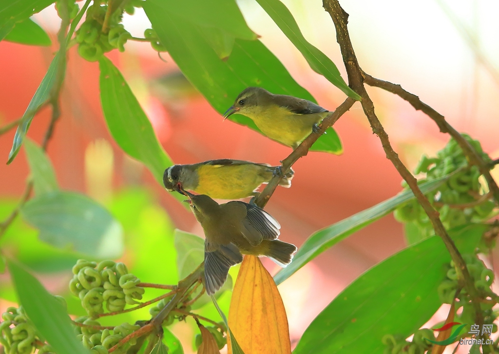 ����ɭݺBananaquit_����.jpg