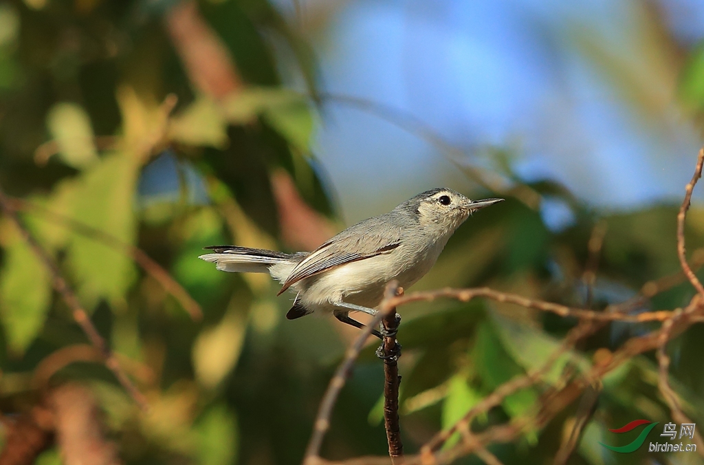 �ȴ��ݺTropical Gnatcatcher.jpg