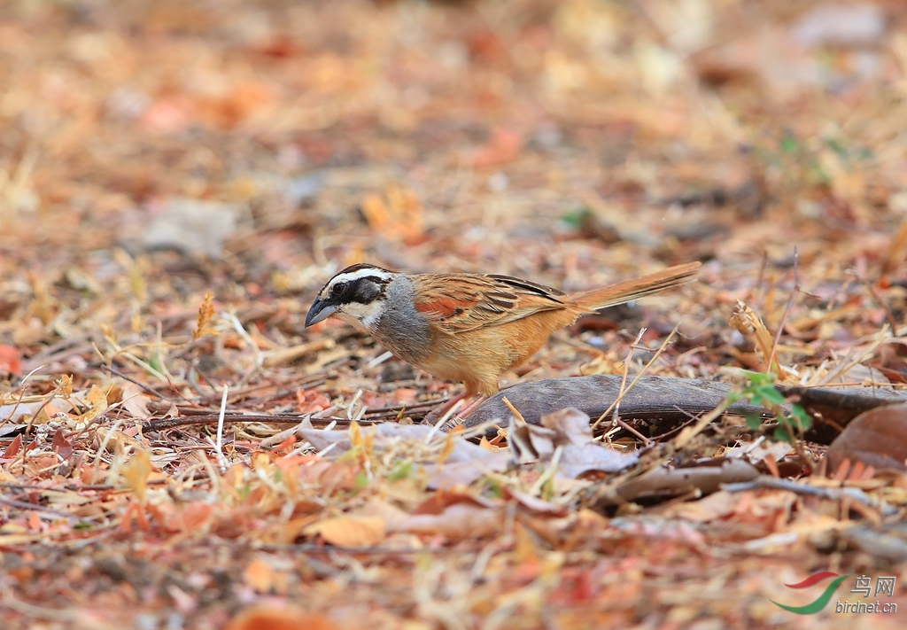 ��ͷ��ȸ�MStripe-headed Sparrow.jpg