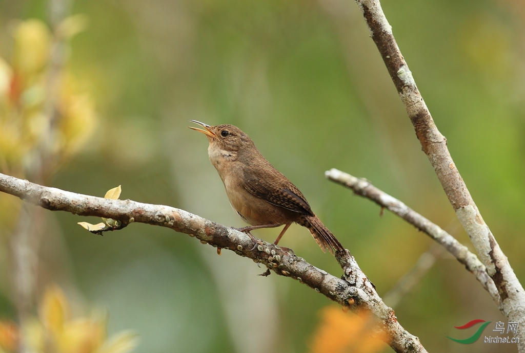 ݺ����House Wren_����.jpg