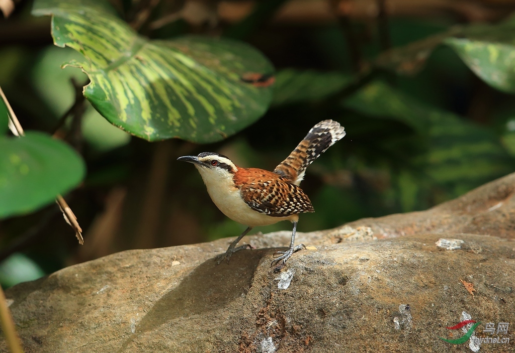 �ؾ���������Rufous-naped Wren.jpg