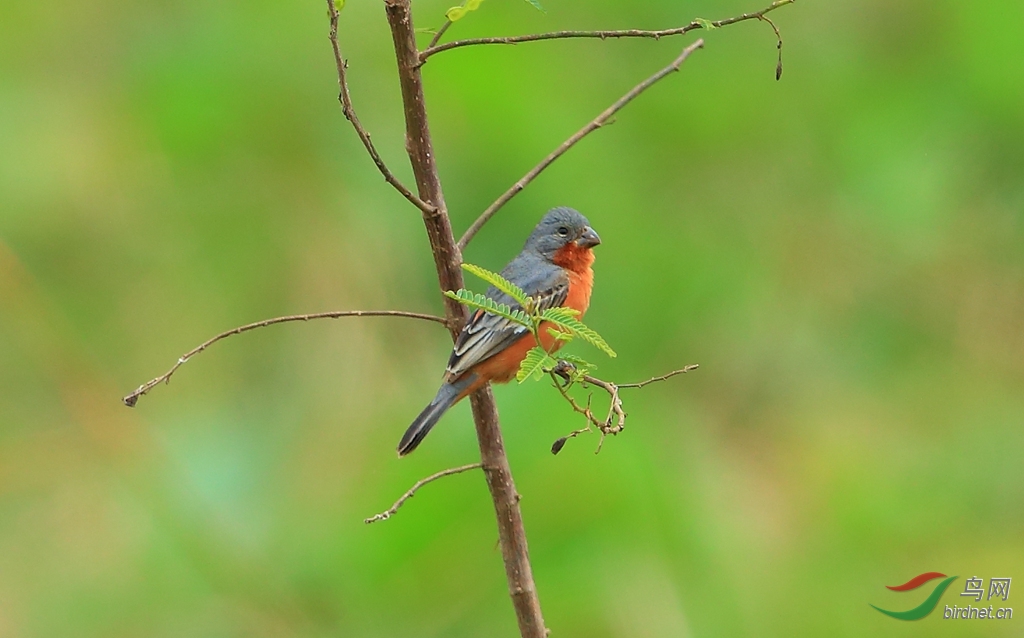 ����ʳ��ȸRuddy-breasted Seedeater.jpg