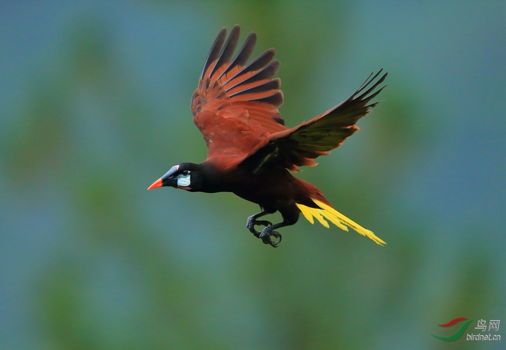 ��������Montezuma Oropendola.jpg