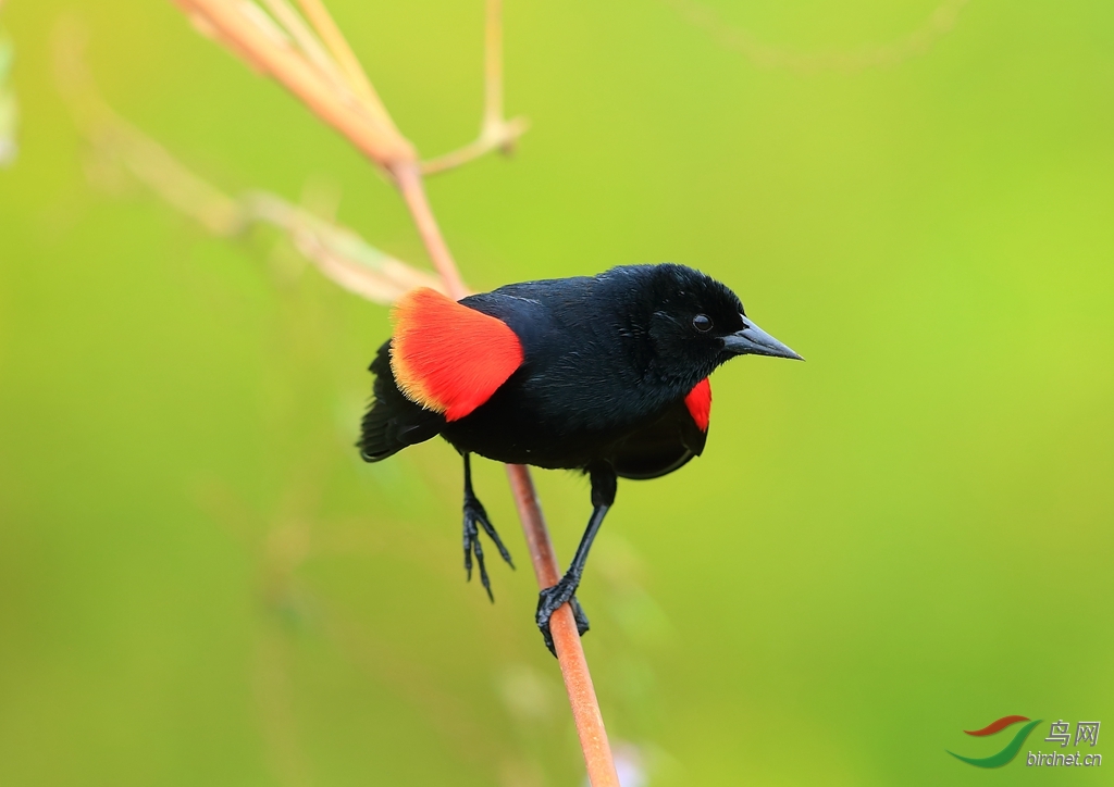 �����Red-winged Blackbird.jpg