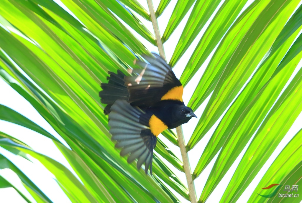 �ڶ����Black-cowled Oriole.jpg
