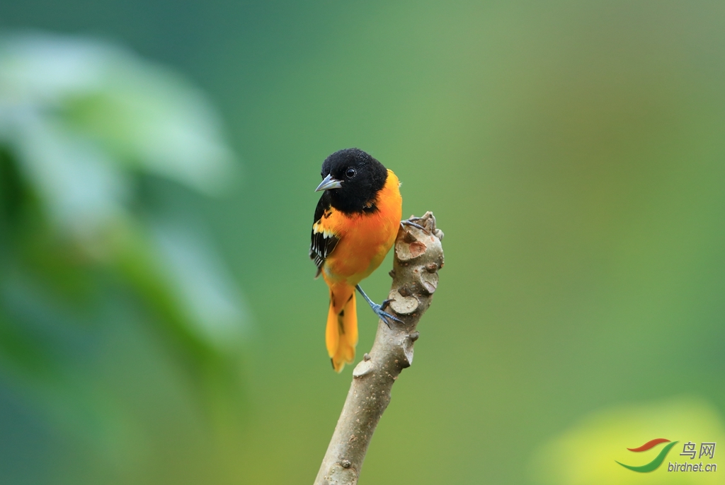 �ȸ����Baltimore Oriole.jpg