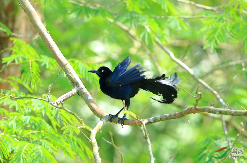 ��β��˸�Great-tailed Grackle.jpg