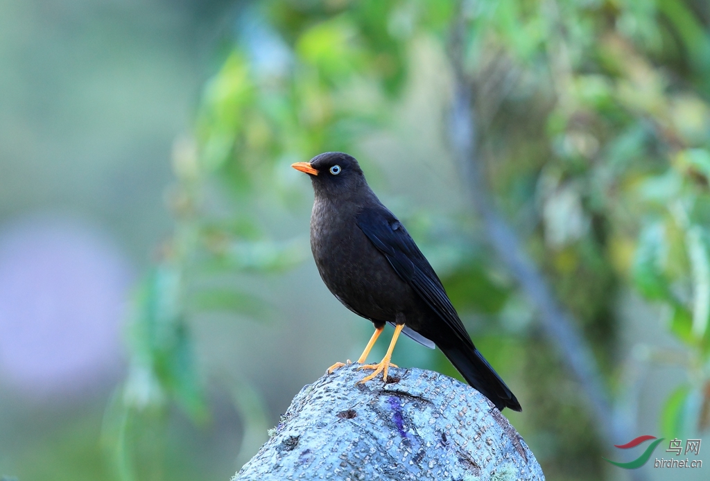 ����Sooty Thrush.jpg