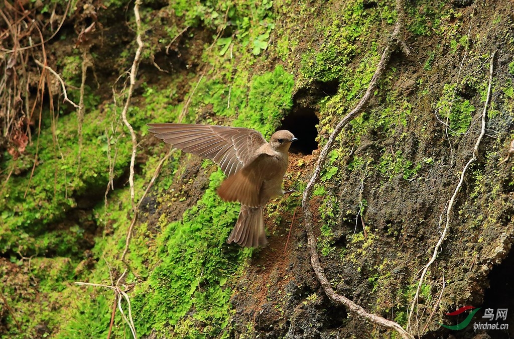 ����ë����Southern Rough-winged Swallow.jpg