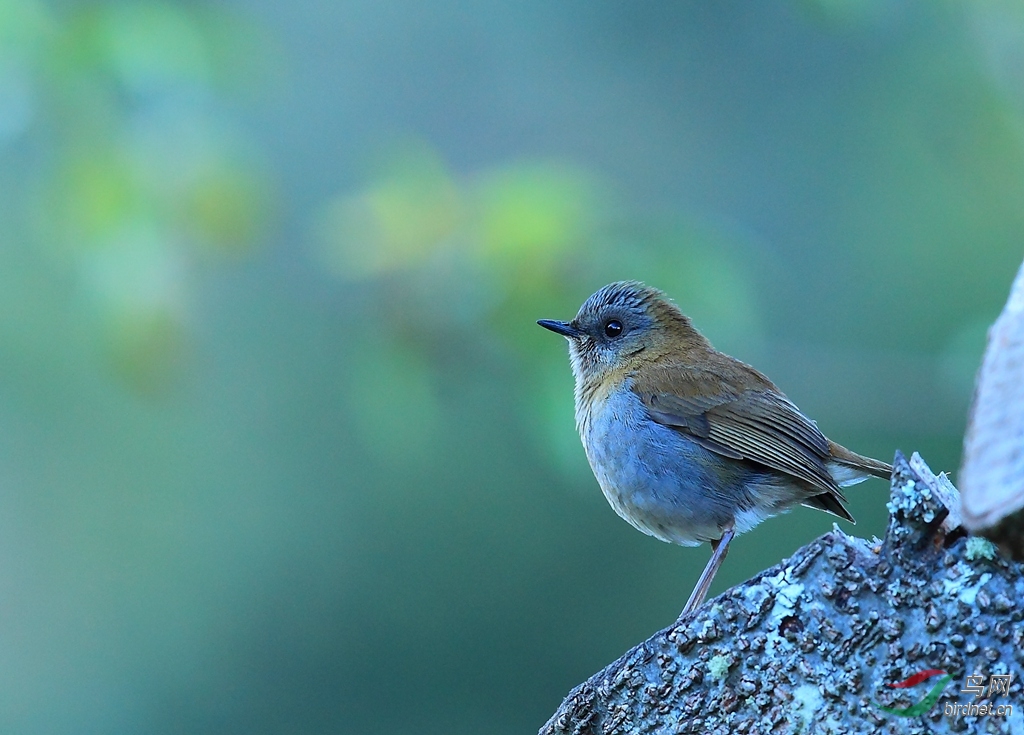 ����ҹ�Black-billed Nightingale-Thrush.jpg