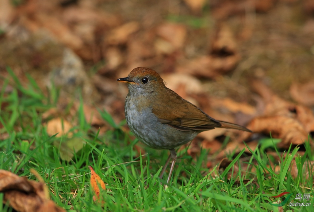 �춥ҹ�Ruddy-capped Nightingale-Thrush.jpg