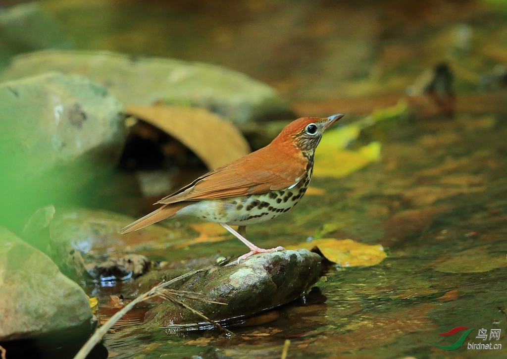 棕林鸫wood thrush.jpg