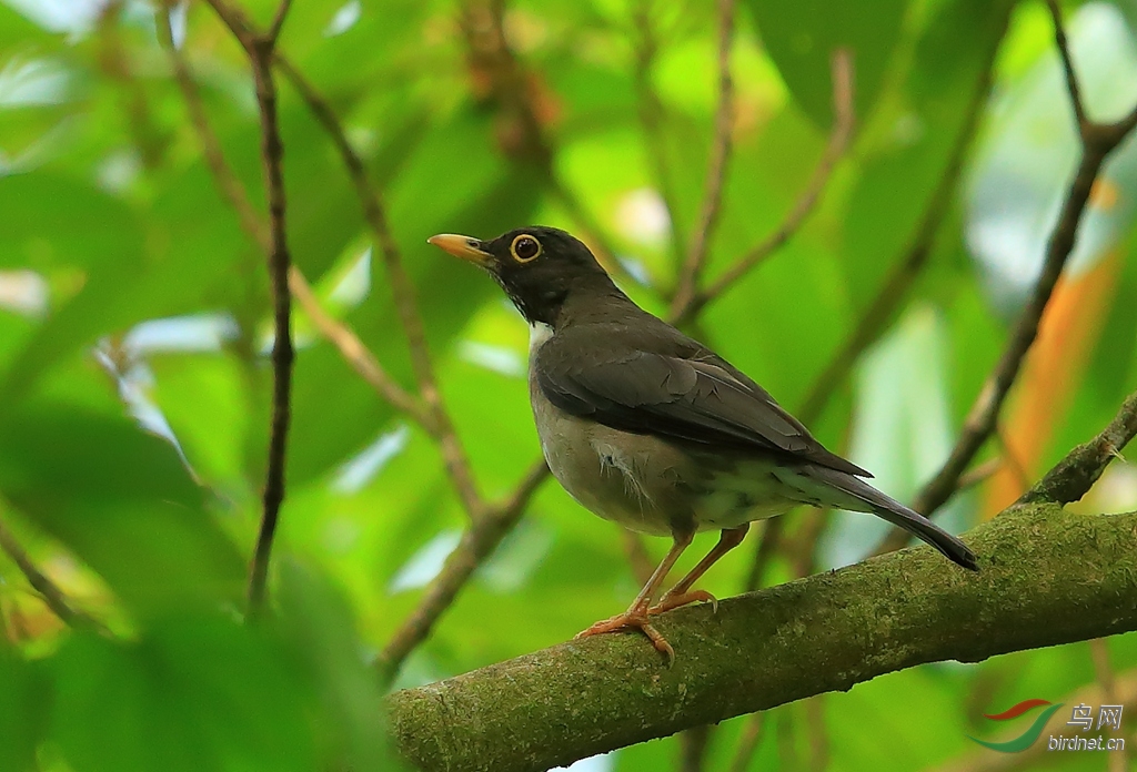 �׺��White-throated Thrush.jpg