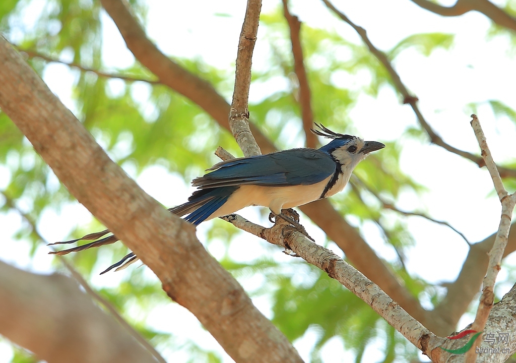 �׺�ȵѻWhite-throated Magpie-Jay.jpg