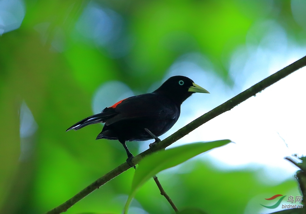 ���������Scarlet-rumped Cacique.jpg