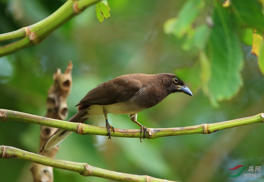 ��ѻBrown Jay.jpg