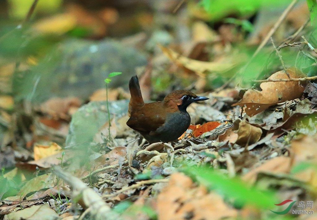 �������Black-faced Antthrush.jpg
