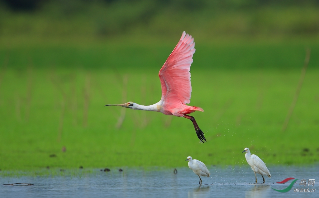 �ۺ�����Roseate Spoonbill_����.jpg