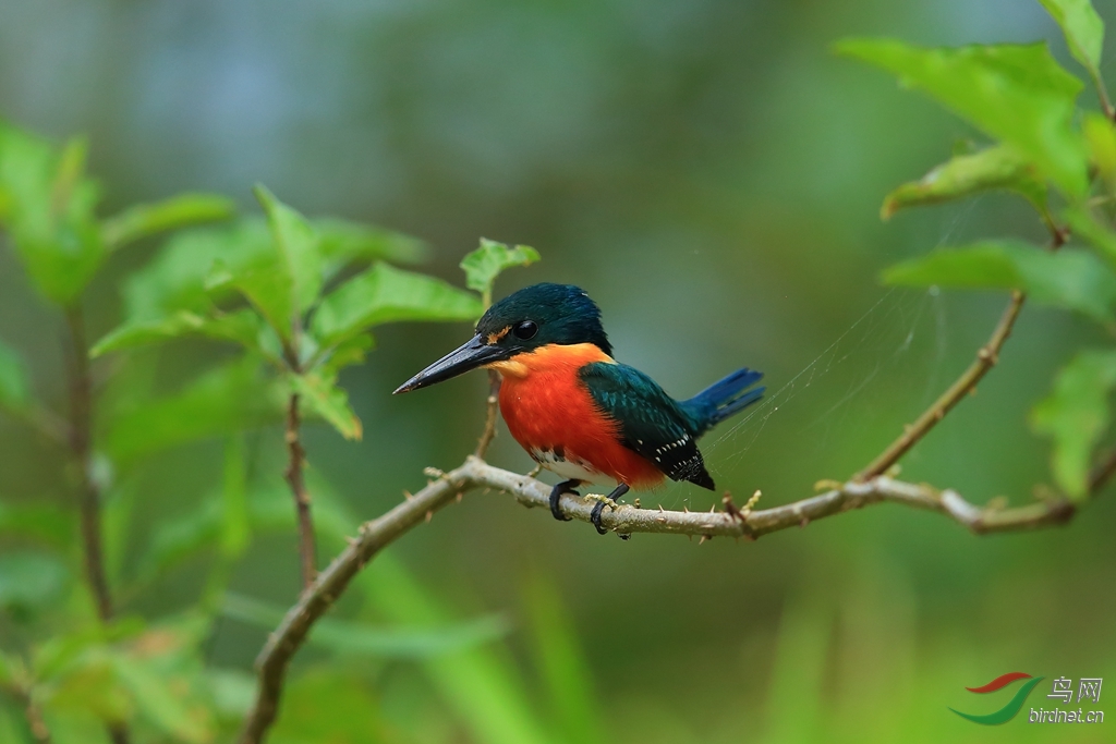 ٪���㹷American Pygmy Kingfisher.jpg