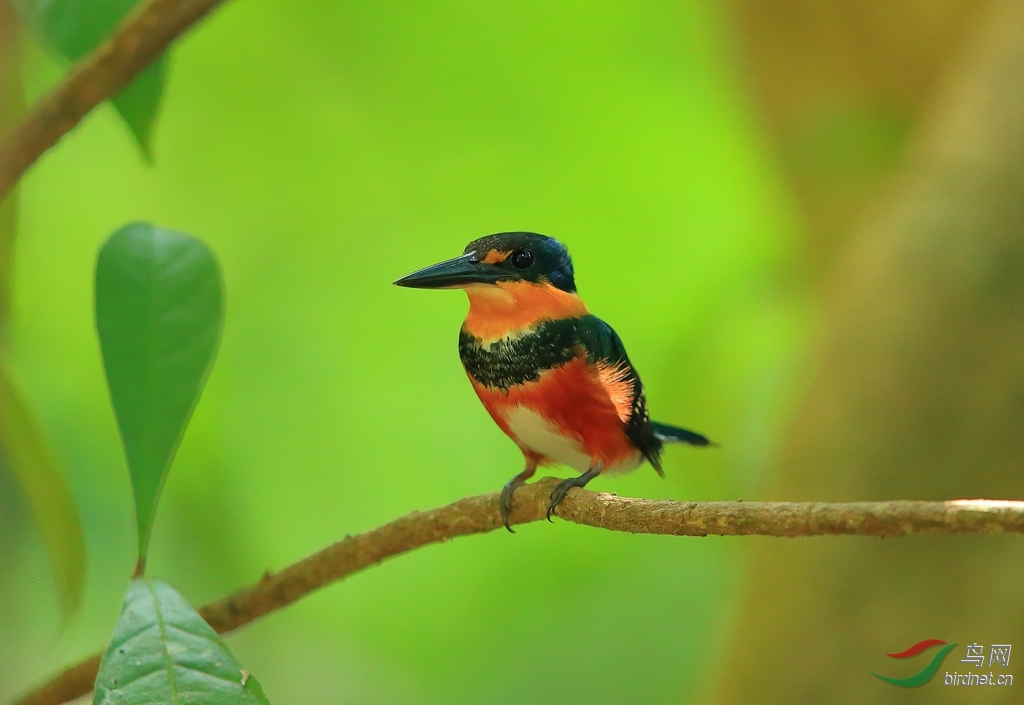 �ظ����㹷Green-and-rufous Kingfisher.jpg
