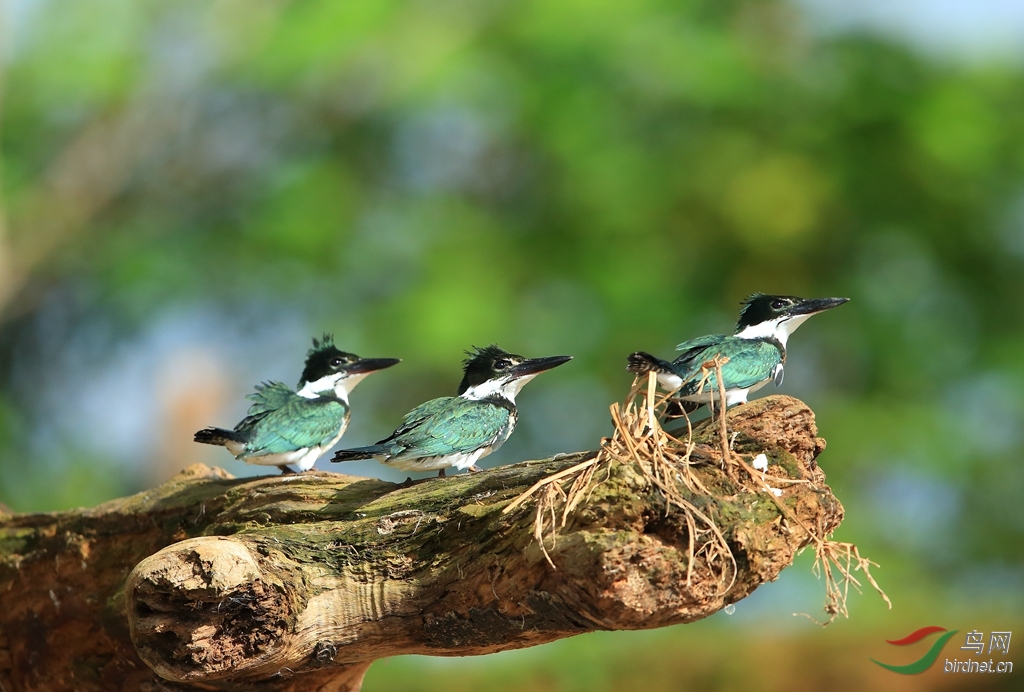 ����ѷ���㹷Amazon Kingfisher_����.jpg