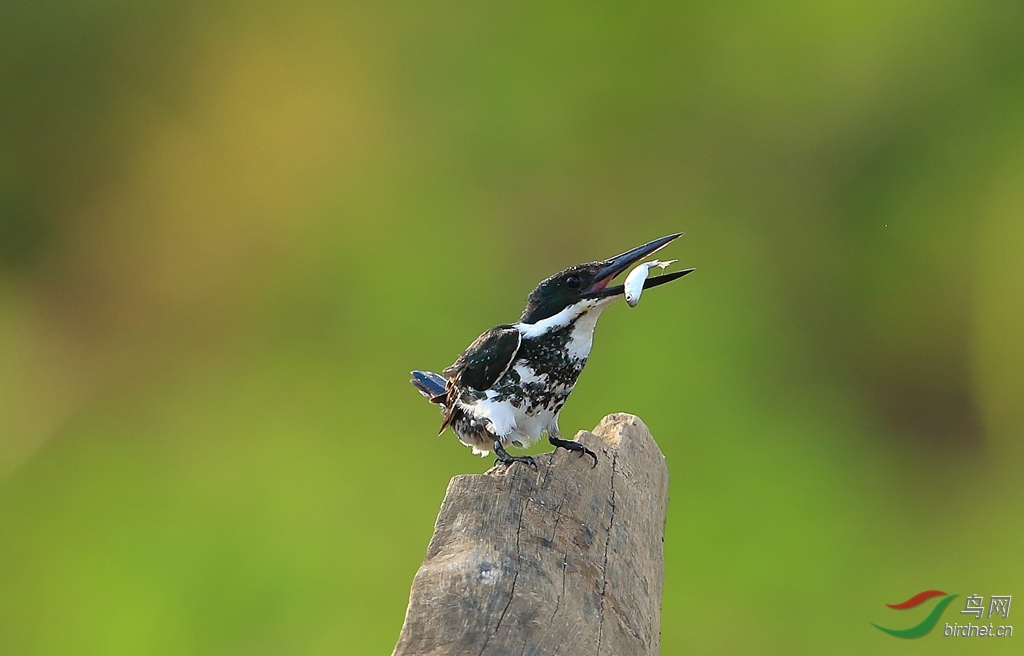 ���㹷Green Kingfisher_����.jpg