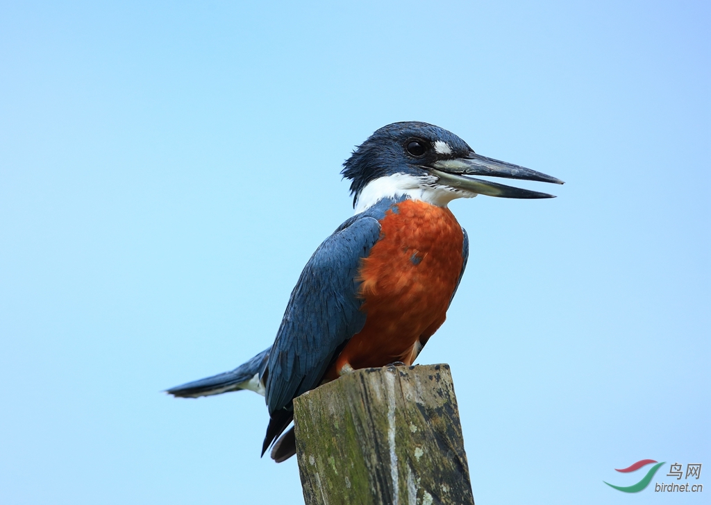 �ظ��㹷Ringed Kingfisher_����.jpg