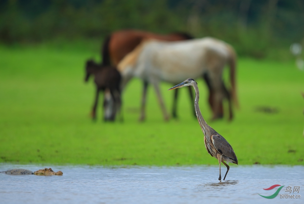 ������Great Blue Heron.jpg