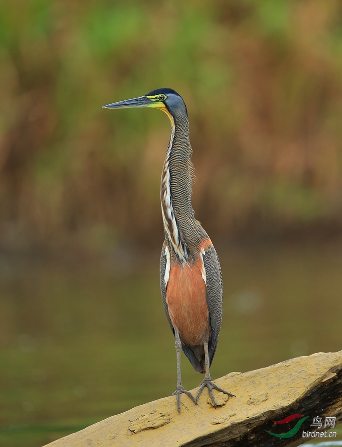 裸喉虎鹭bare-throated tiger-heron.jpg