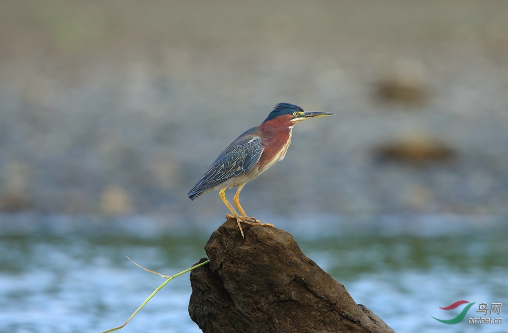 走进鸟类王国哥斯达黎加