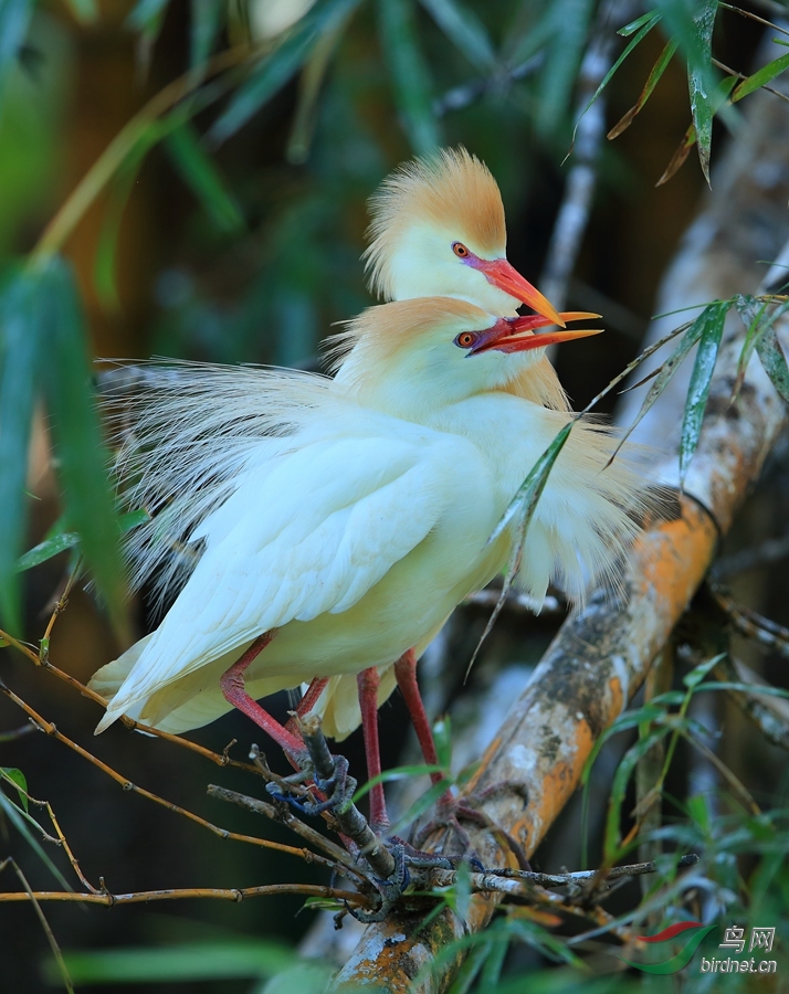 ţ����Cattle Egret_����.jpg