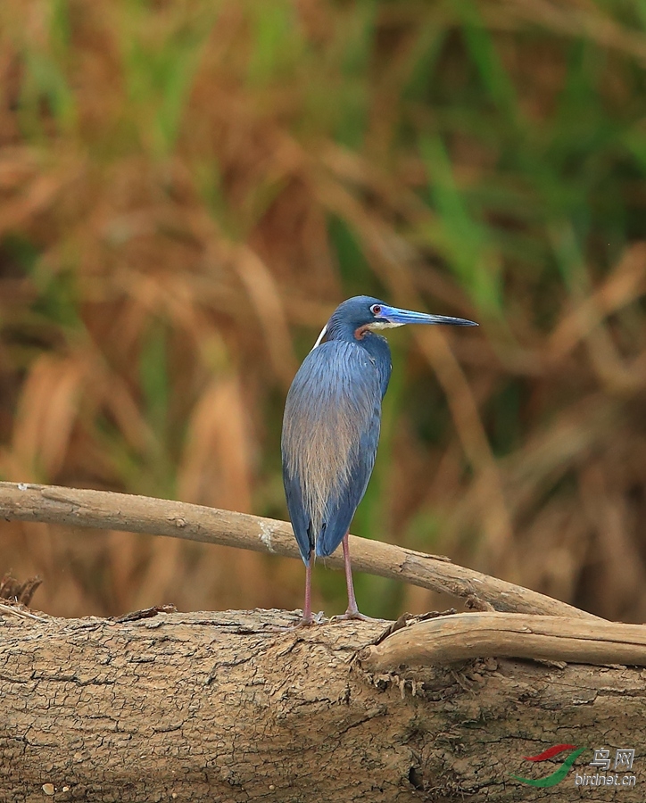 ��ɫ��Tricolored Heron.jpg