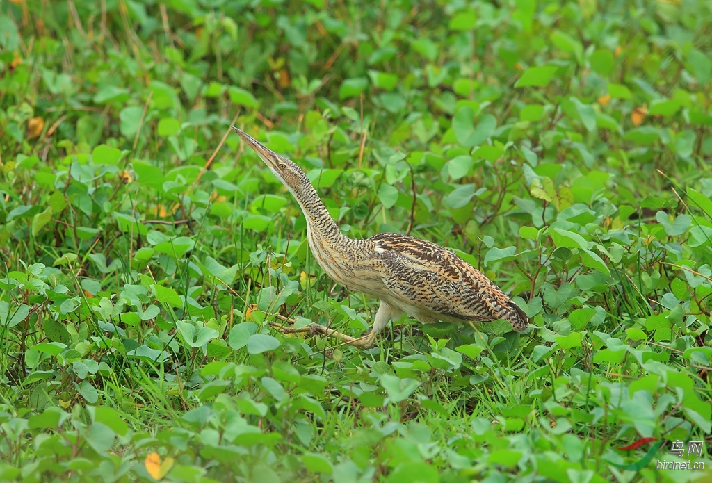 �������ZPinnated Bittern.jpg
