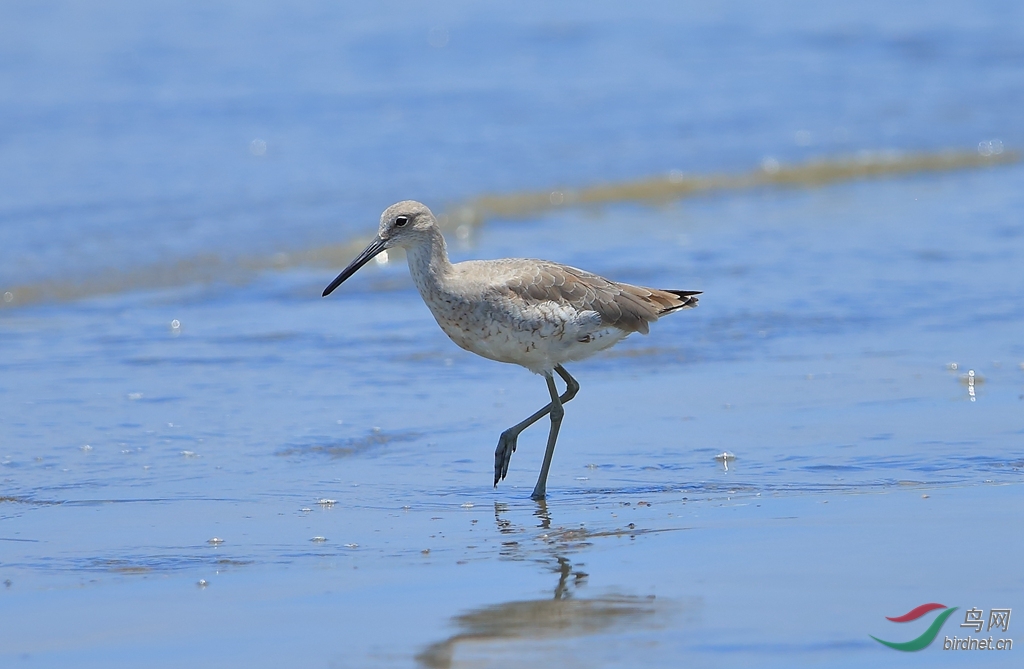 �߳���Willet.jpg