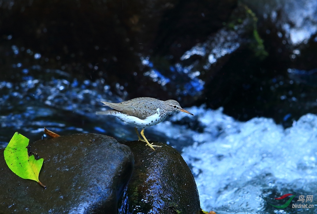 �߸�����Spotted Sandpiper.jpg