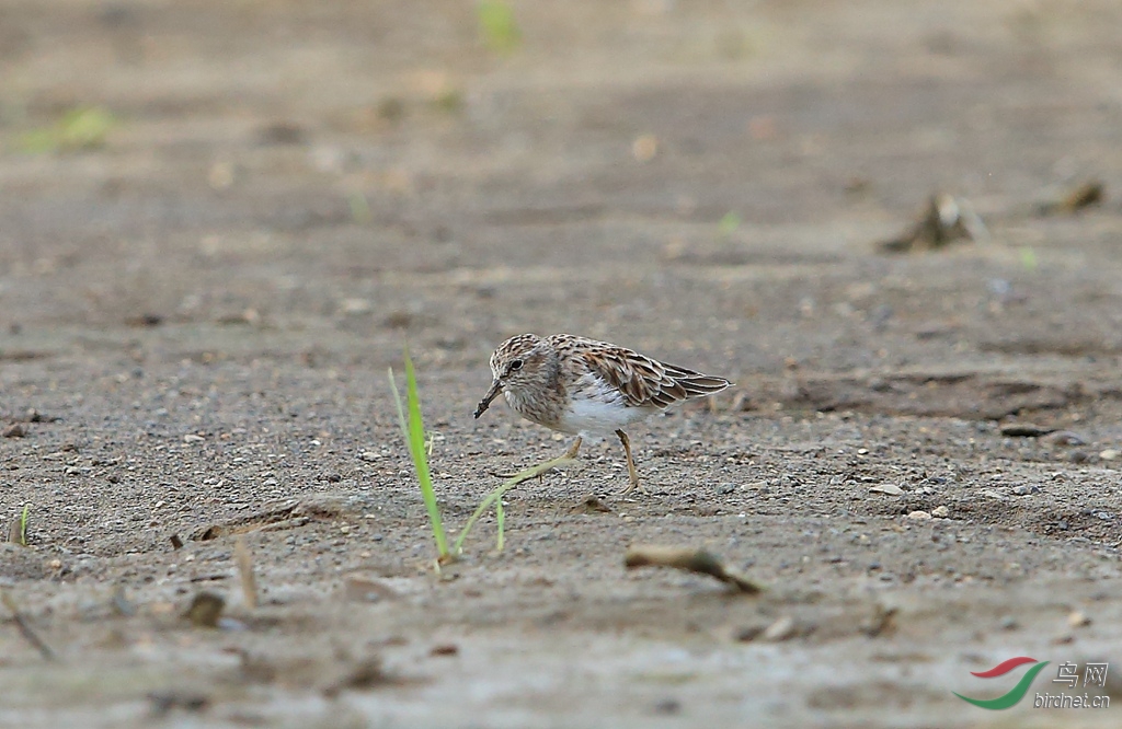 ����С����Least Sandpiper.jpg