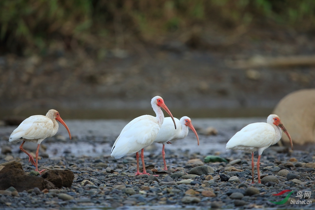 ���ް��qWhite Ibis.jpg