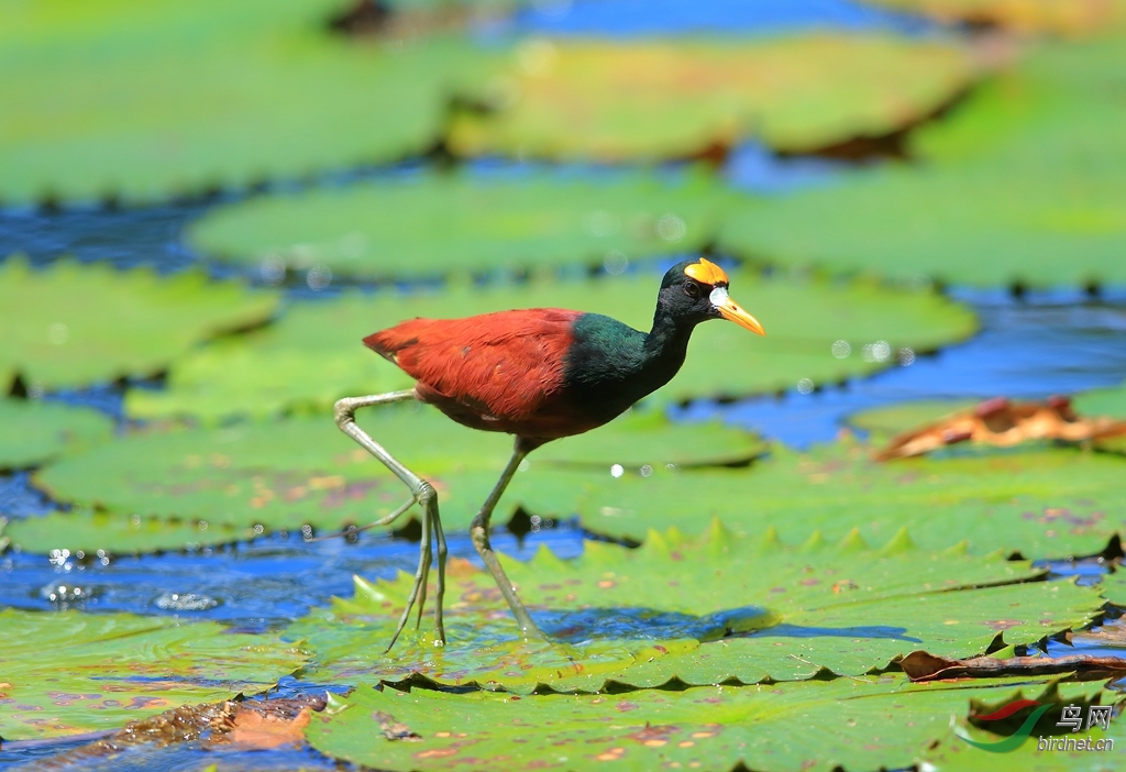 ����ˮ��Northern Jacana.jpg
