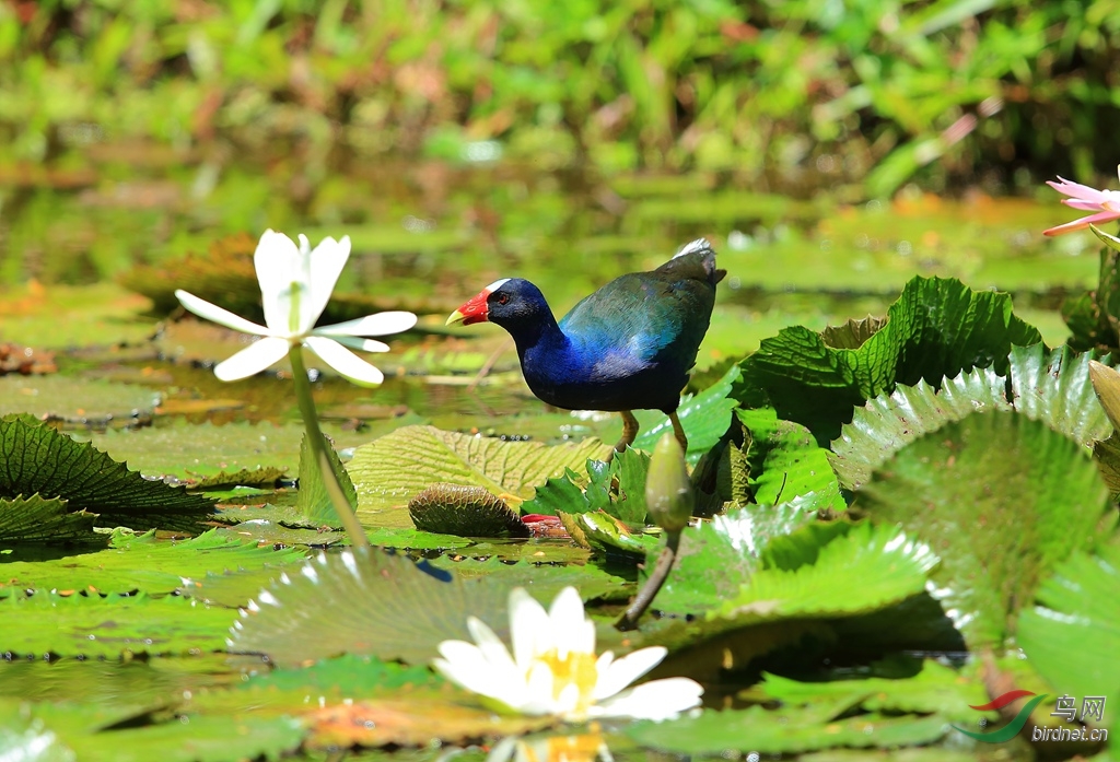 ����ˮ��Common Gallinule_����.jpg