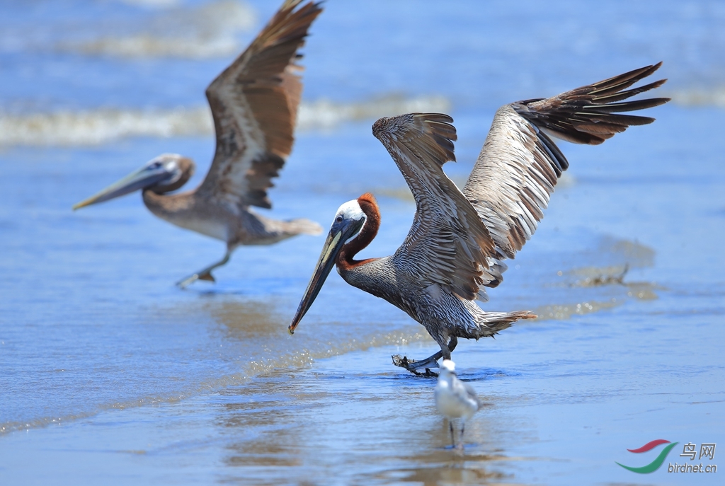 ������Brown Pelican.jpg