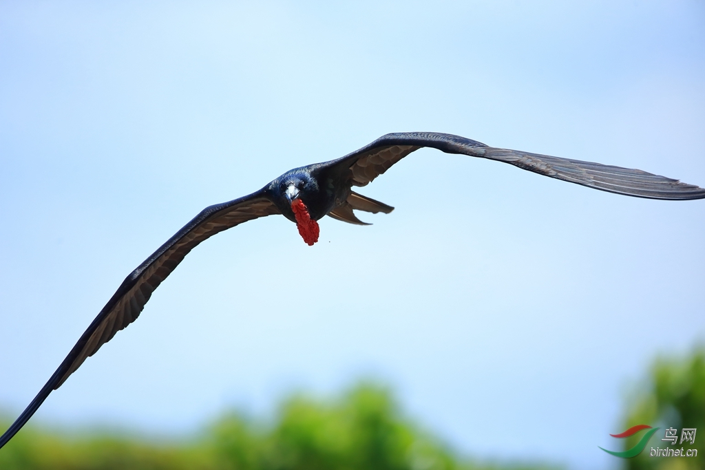 ����������Magnificent Frigatebird.jpg