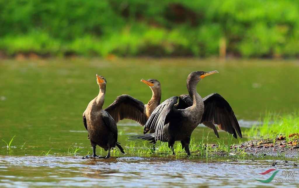 �������Neotropic Cormorant_����.jpg