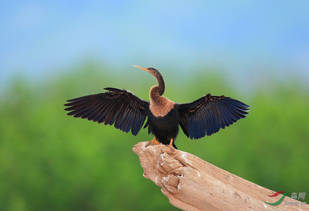�������Y�� Anhinga_����.jpg
