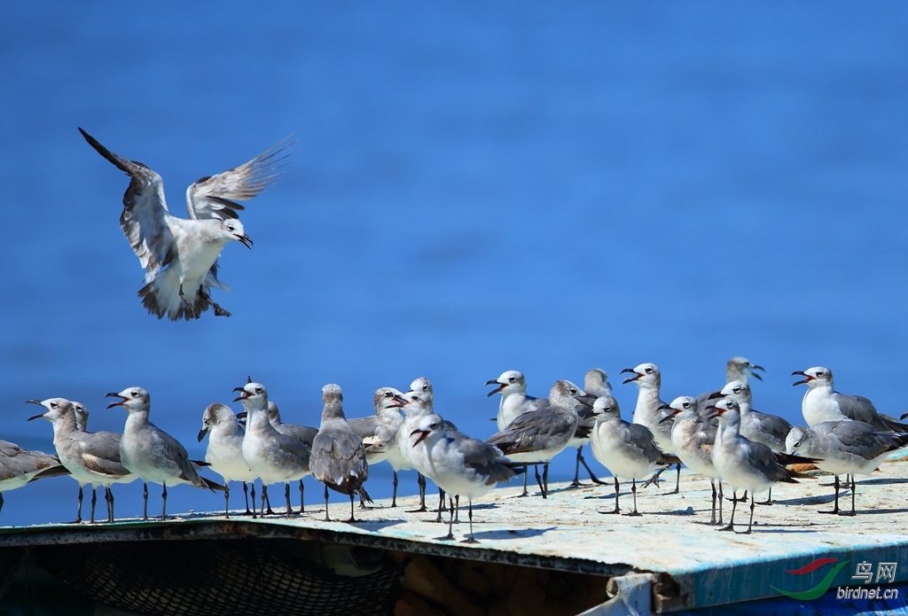 ЦŸLaughing Gull.jpg