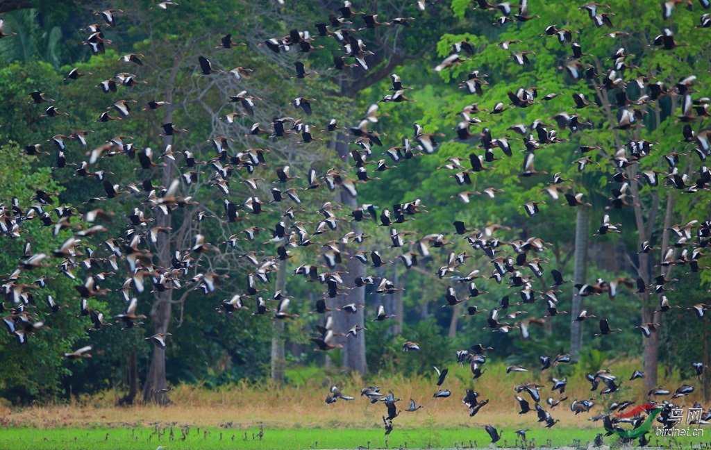 �ڸ���ѼBlack-bellied Whistling-Duck.jpg