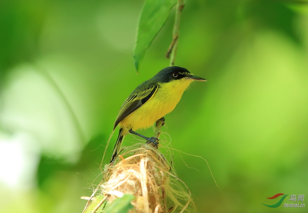 �ư��OCommon Tody-Flycatcher.jpg