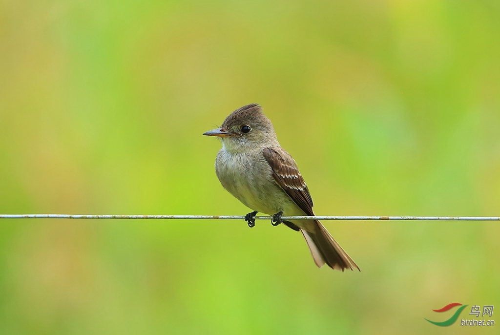 �ȴ��̰��OTropical Pewee.jpg