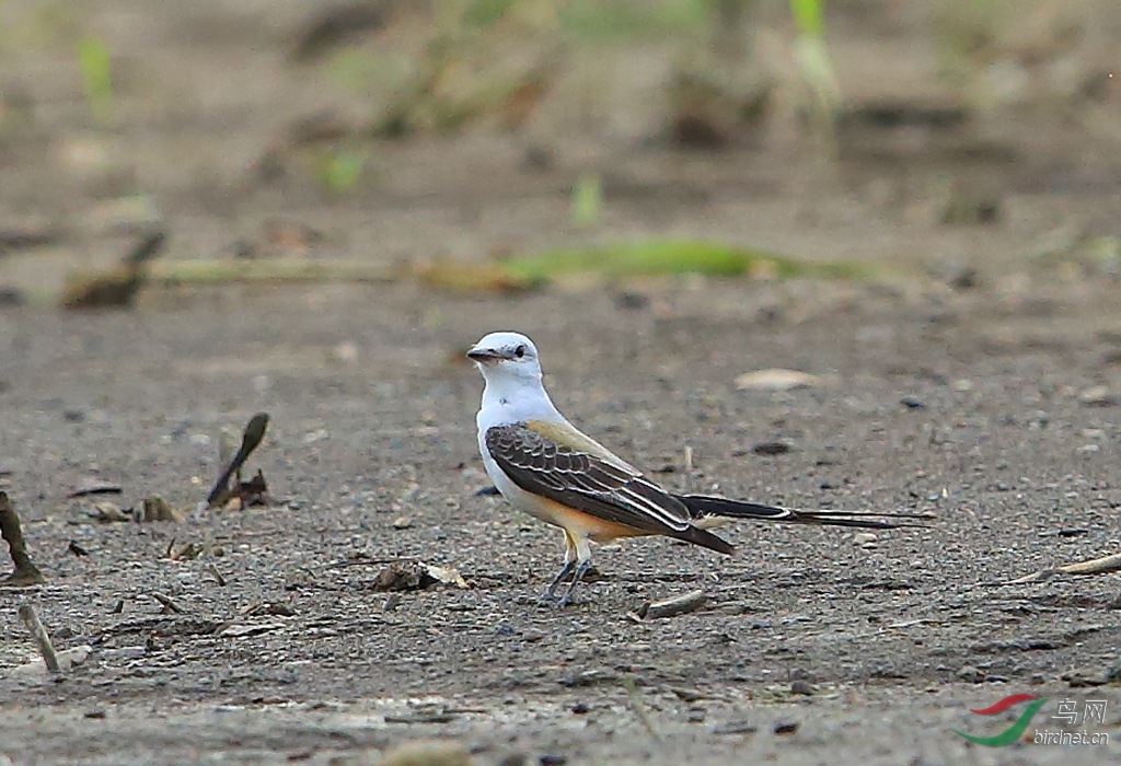 ��β�����O Scissor-tailed Flycatcher.jpg