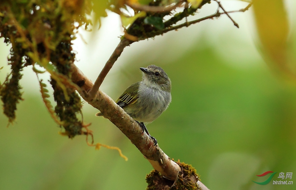 ��С���OPaltry Tyrannulet.jpg