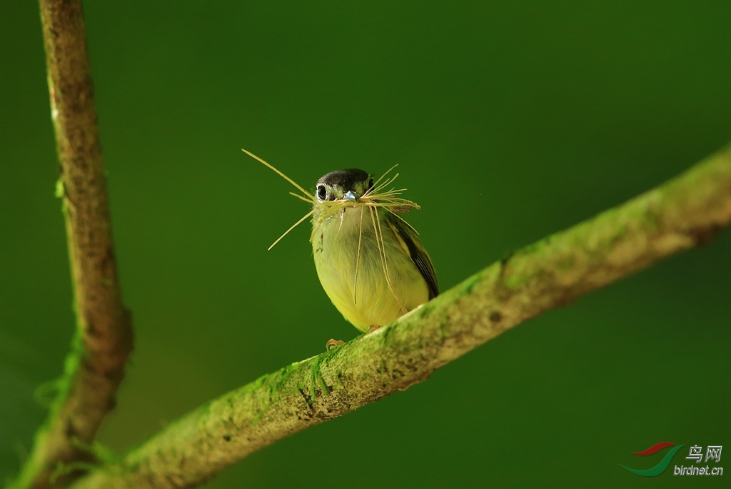 �ڶ�٪���OBlack-capped Pygmy-tyrant.jpg